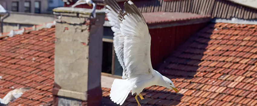 Residential Chimney Animal Removal Solution in Fairview Park, OH